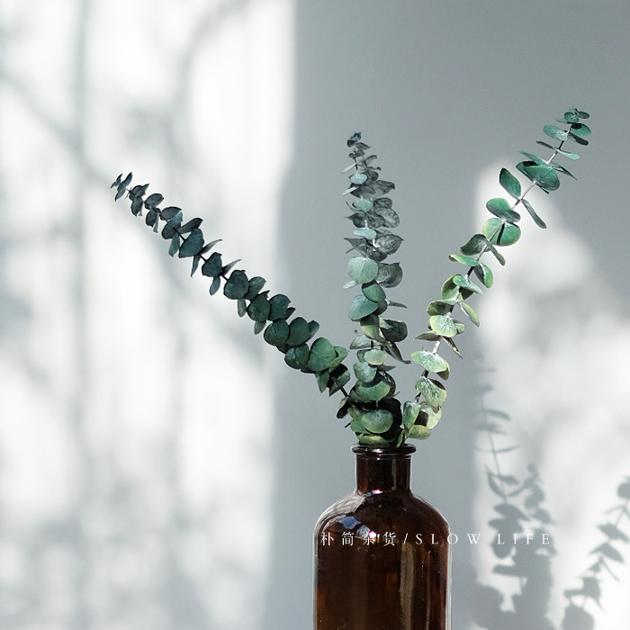 樸簡｜永生尤加利葉子 非干花 植物插花 家居裝飾真花拍攝道具花